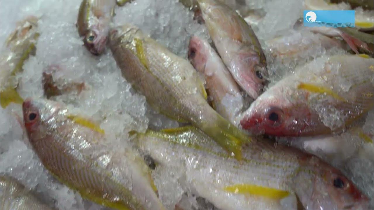surimi-how-is-the-product-made-youtube