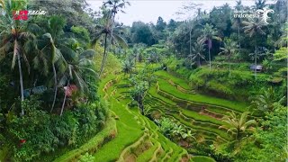 InDOnesia CARE -  Bali, Preparing to Welcome You Back