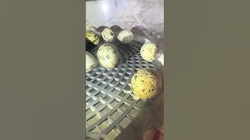 Discover the Joy of Raising Quails! #coturnixquail