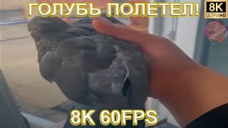 ГОЛУБЬ ПОЛЕТЕЛ! 8K 60FPS🕊🕊🕊