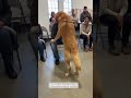 He Didn’t Choose a Person… He Chose a BROKEN HEART #dog #shorts