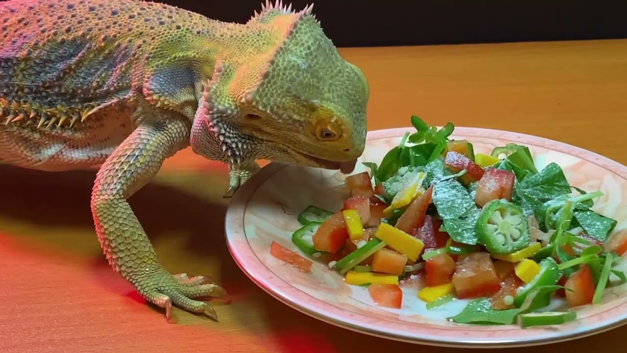 フトアゴヒゲトカゲの餌。豪華野菜盛り