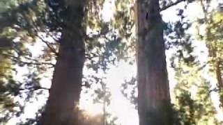 Giant Sequoia Trees