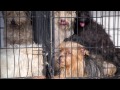 100+ Puppies Seized in Conway