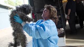 100+ Puppies Seized in Conway