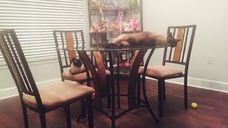 Один день из жизни сиамкого кота Басё и сиамской кошки Келли =^..^= СИАМСКИЕ КОШКИ Один день из жизни сиамкого кота Басё и сиамской кошки Келли =^..^= СИАМСКИЕ КОШКИ