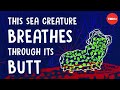 This sea creature breathes through its butt - Cella Wright