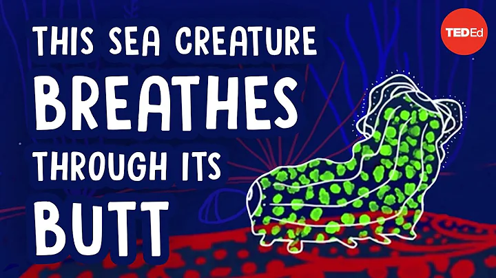 This sea creature breathes through its butt - Cella Wright - DayDayNews