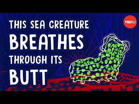 This sea creature breathes through its butt - Cella Wright