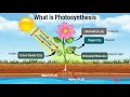 Photosynthesis project for class 3, 4, 5 || photosynthesis process model || photosynthesis