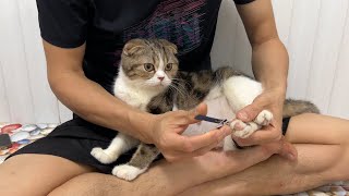 Caring for pregnant cats about to give birth. by Meowing TV 746 views 2 weeks ago 3 minutes, 17 seconds