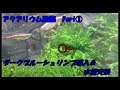 【アクアリウム動画Part①】ヒビ入り水槽Exchange【水槽交換＆シュリンプ導入】