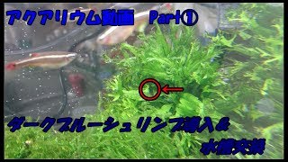 【アクアリウム動画Part①】ヒビ入り水槽Exchange【水槽交換＆シュリンプ導入】