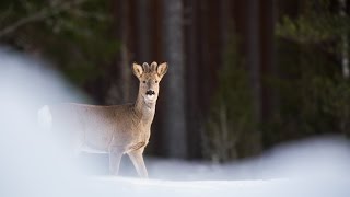 A trip to Sweden for wildlife [Full HD]