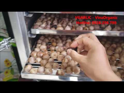 Hướng dẫn lên men tỏi đen tại nhà bằng máy mini VGarlic