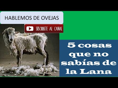 Vídeo: Las Propiedades Curativas De La Lana De Oveja