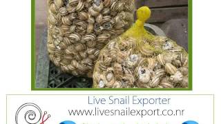 Helsingør Snegle Forhandler Importør Husdyr