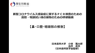 新型コロナウイルス感染症に関するＰＣＲ検査のための鼻腔・咽頭拭い液の採取のための研修動画　⑤ 鼻・口腔・咽頭部の解剖