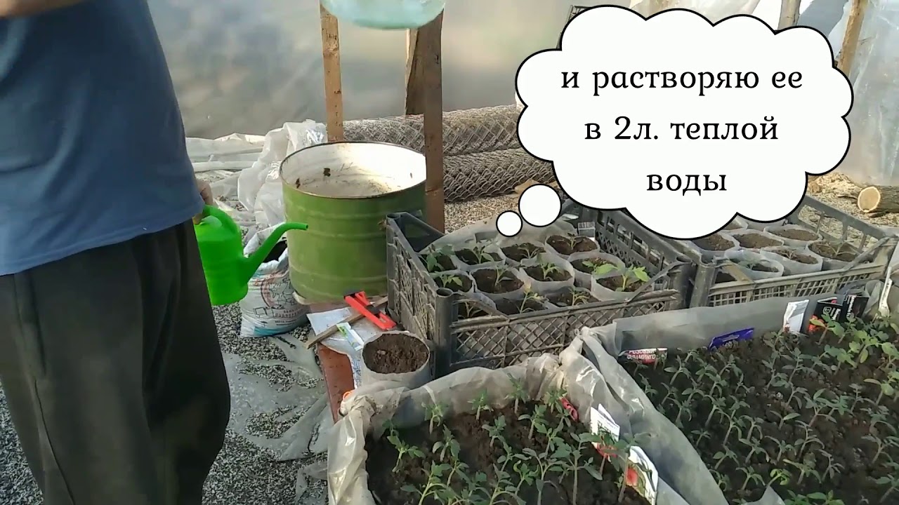 Янтарная кислота инструкция для рассады томатов