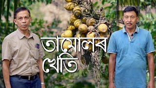 তামোলৰ খেতি কি দৰে হয় | How to Plant Areca Nuts | Parijat Nursery Jorhat