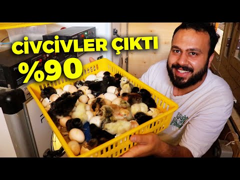 Böyle Güzel Civciv Çıkımı Görmediniz - Gurk Olmak İsteyen Tavuk -  Çiftlikte Günlük İşler - Proegg