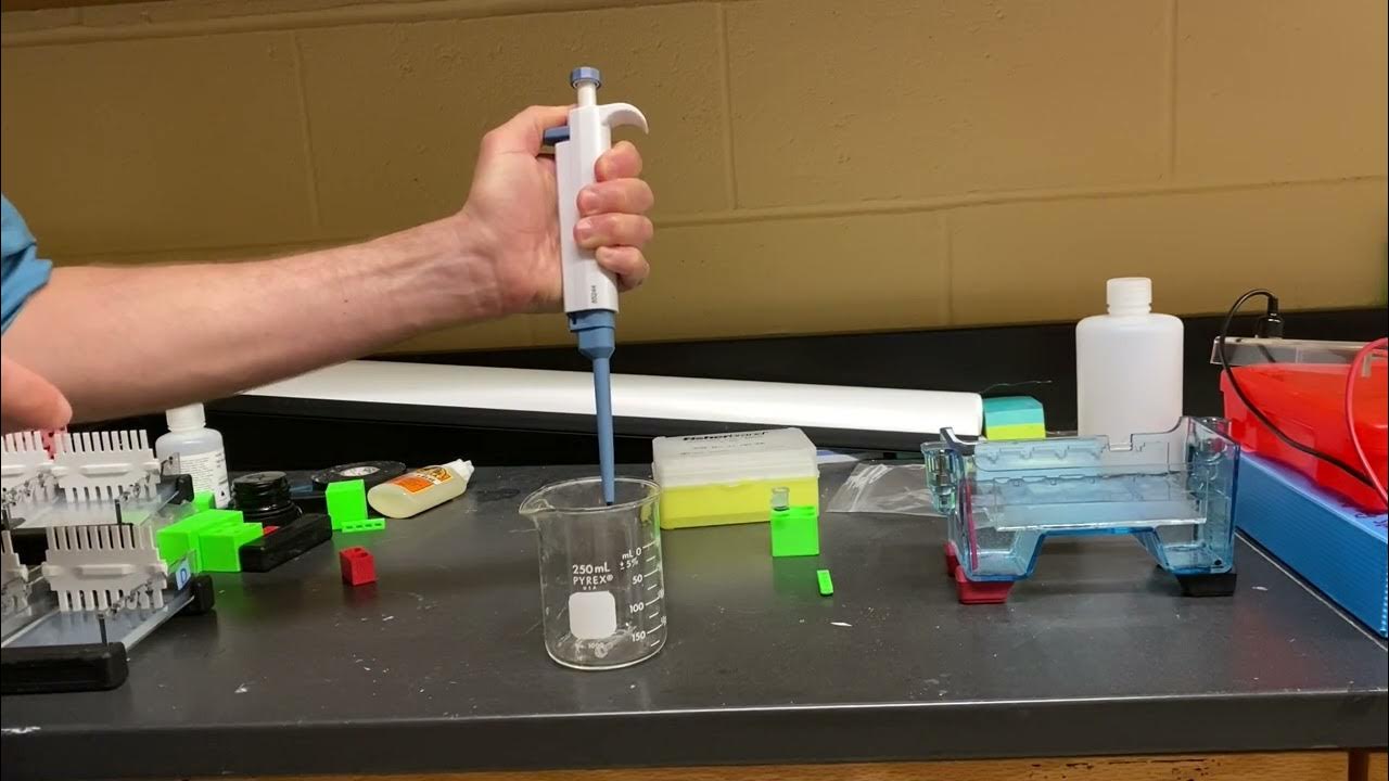 Gel electrophoresis video 2 using a micropipette YouTube