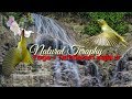 Masteran Pleci Terbaik Roll Tembak Durasi Audio Terapi Mp3 - Mp4 Download