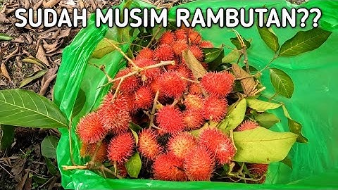Rezeki Dari Teman! Kita Petik Langsung Rambutan Dari Pohonnya. 