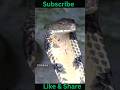 “No Eyelids, No Ears—But Deadly Accurate! 🐍 Snake Survival Secrets Revealed!”