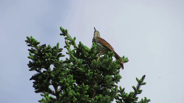 Brown Thrasher's imitation of other bird calls, Re...