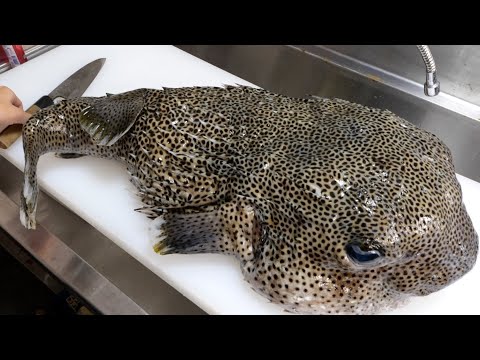 Video: Was Sie wissen sollten, bevor Sie einen Porcupine Puffer erhalten