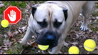 Is it safe to play fetch with your Boerboel? by Boerboel Yzer 169 views 2 months ago 1 minute, 21 seconds