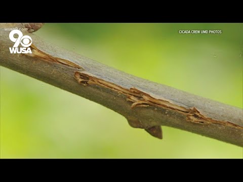 Video: Ar cikados kenkia medžiams – sužinokite apie cikadų vabzdžių daromą žalą medžiams