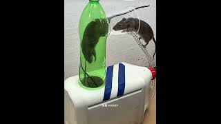 Genius Chinese Bottle Rat Trap In Action