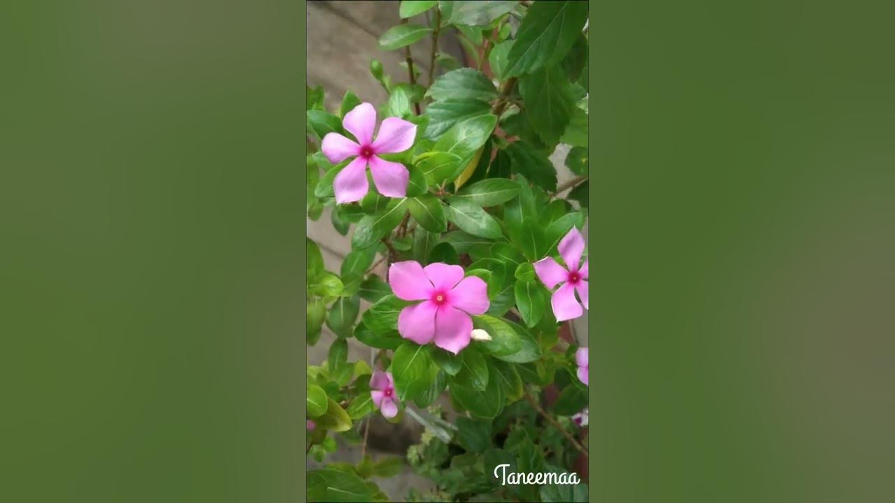 Exotic Plants | Beautiful Pink Flowers | Sadabahar Phool #Shorts - YouTube
