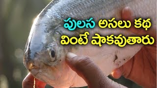 Costliest Fish Pulasa Pulasa Fishrate Pulasa Fish Cost Per Kg Top Telugu Tv
