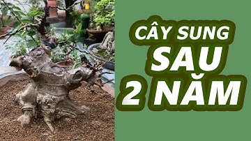 Sự thay đổi của cây Sung sau gần 2 năm - Phiêu Du Bonsai