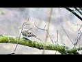 Mourning Dove  Sound with relaxing music
