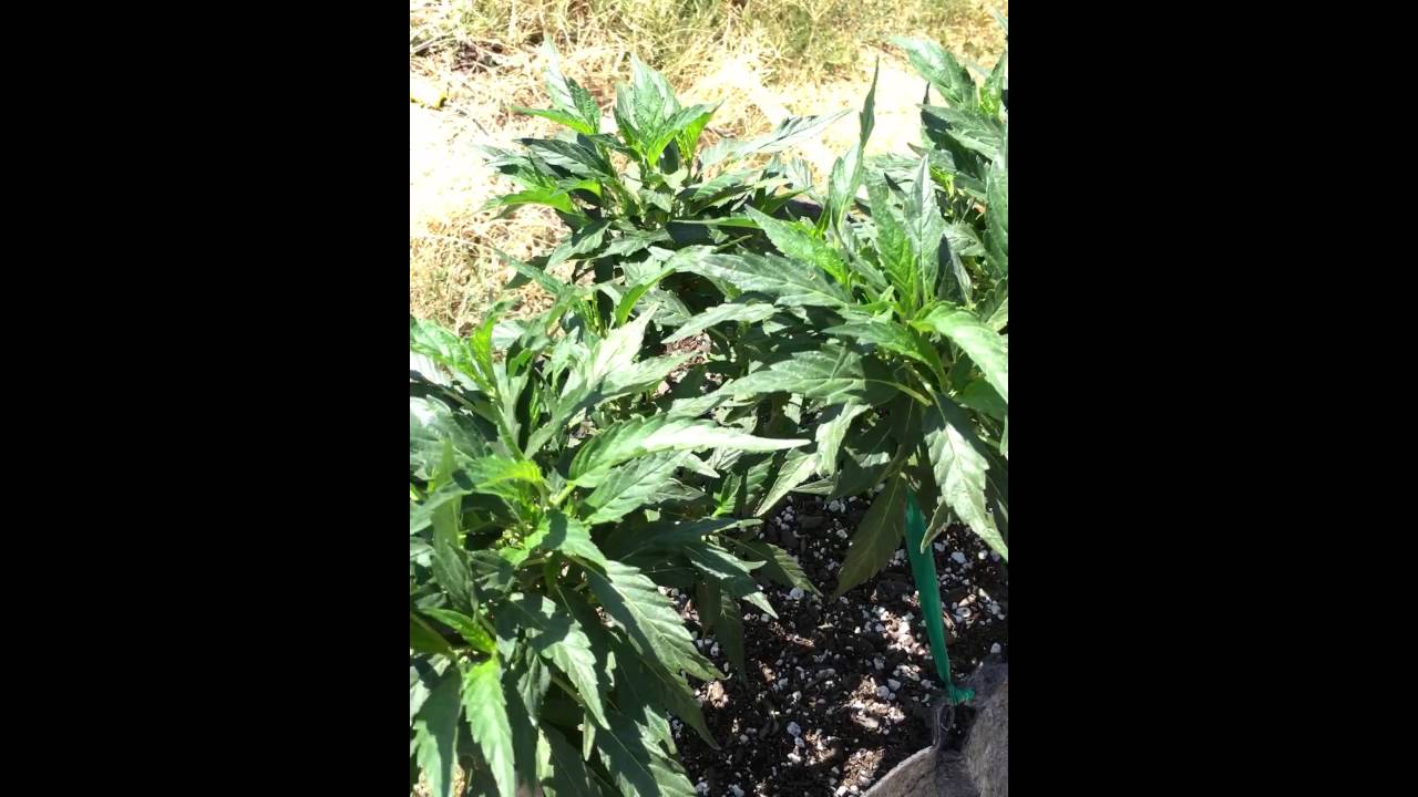 Purple Kush || Outdoor Clone || 2016 Grow