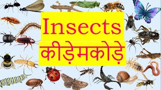 Insects name with pictures | Insects name in Hindi and English | कीड़े मकोड़े के नाम