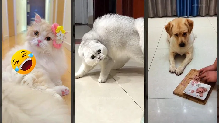 Video 6550591: pet lover funny cats, cat pets white, cat fight funny, eyes white cat