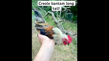 Creole bantam long tail #qaib #chicken #creole #qaibdib #gallo #farm #homestead #bantamchicken #barn