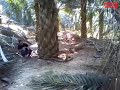 Amateur Scared to Capture Huge Wild Fierce King Cobra at Palmyra Garden in Malaysia