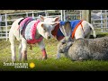 Millie and the Lambs' Care