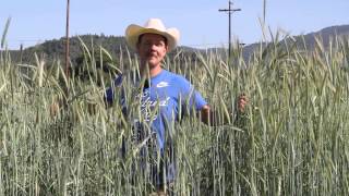 Cereal Rye Cover Crop