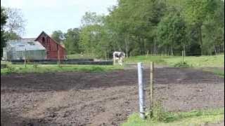 Dojnice se vracejí z pastvin k podojení robotem  - farma Gunnaröds Gård ve Švédsku