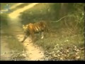 tiger attack