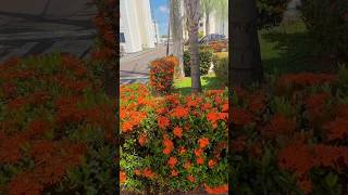 Peio Da Manhã Com O Ravi.