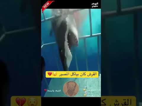 فيديو: ما هو صمام عضة القرش؟