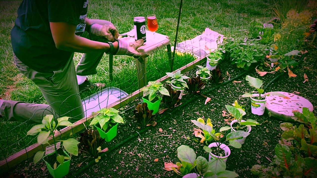 arts of problem solving Installing the Summer Backyard Farm